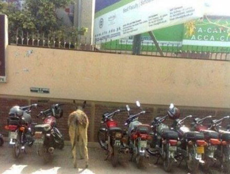 这坐骑绿色环保啊动物gif搞笑图片