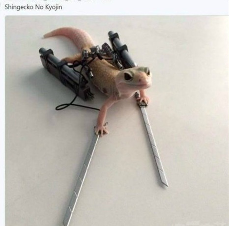 全副武装哇动物gif搞笑图片