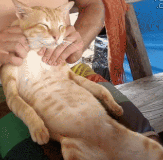 感觉这个力度还可以吧？动物gif搞笑图片