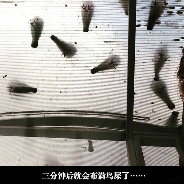 由下往上看，根本是丧尸围城的氛围啊动物gif搞笑图片