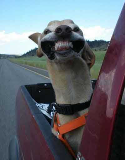 大自然，我来了动物gif搞笑图片