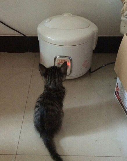 麻麻什么时候开饭呀，我都饿了动物gif搞笑图片