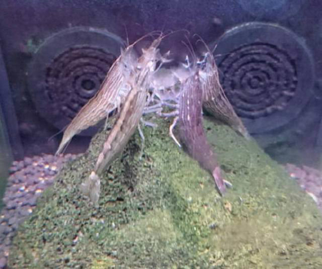 感觉这些小龙虾像是在密谋什么大事动物gif搞笑图片