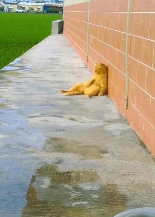 在田边看到一个心事重重的喵星人动物gif搞笑图片