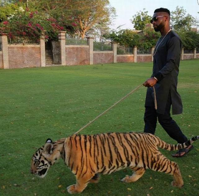 吃完饭溜溜虎，散散步动物gif搞笑图片