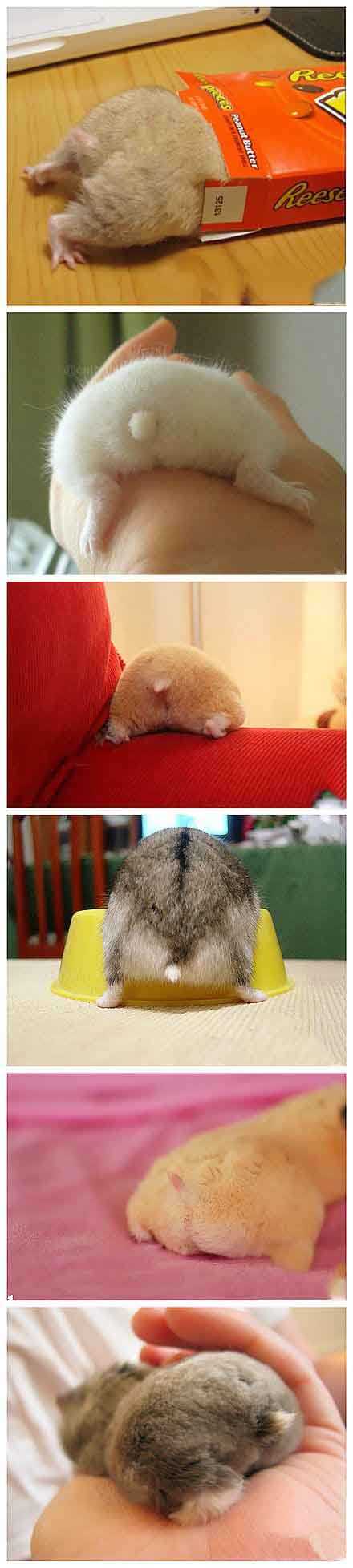 一群卖萌的小PP动物gif搞笑图片