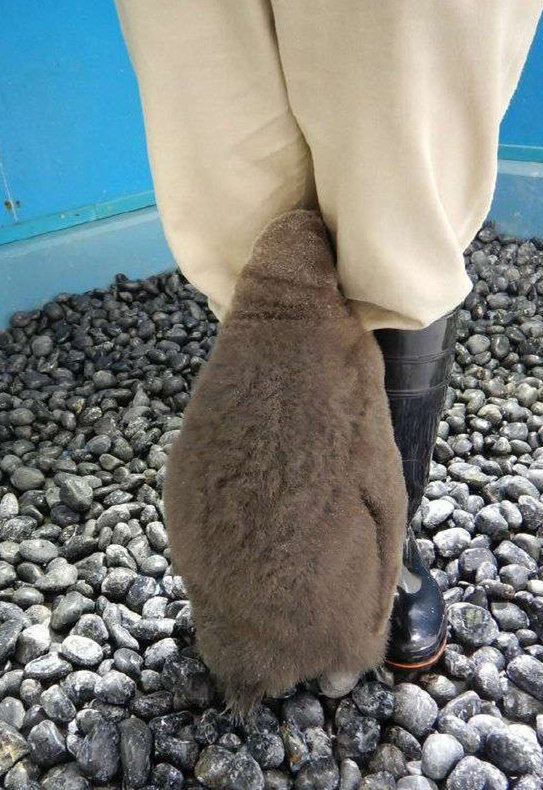 大阪水族馆的害羞小企鹅动物gif搞笑图片