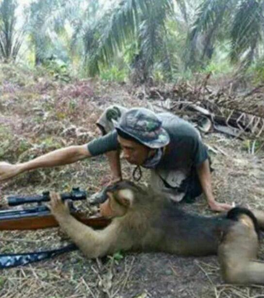 来，看准前面那个了没，开枪动物gif搞笑图片