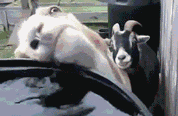 你还要喝多久动物gif搞笑图片