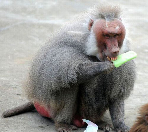 吃货的牙真好，不怕冷动物gif搞笑图片