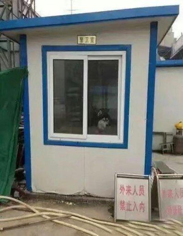 今天有幸见到真正的看门狗动物gif搞笑图片