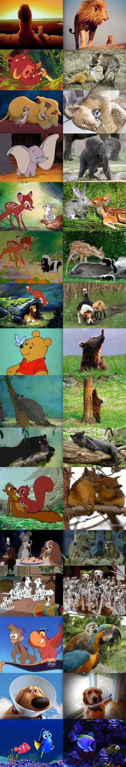 迪斯尼动画成真了动物gif搞笑图片