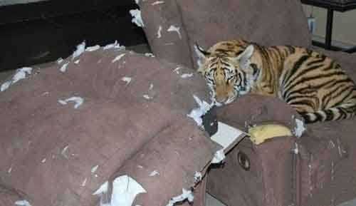 小哈在家到处乱咬什么的弱爆了动物gif搞笑图片