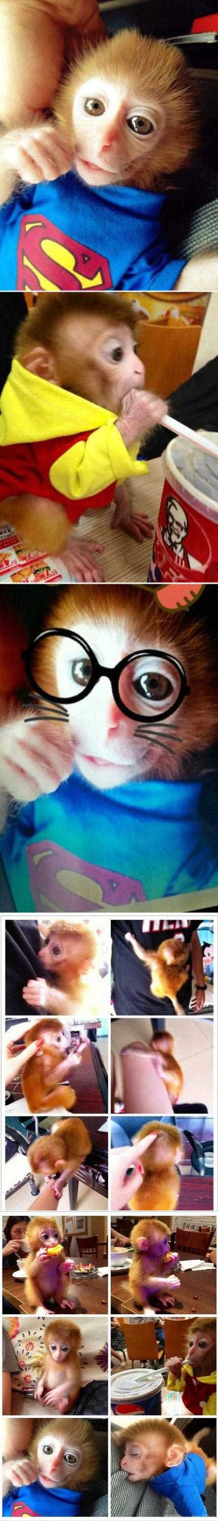 肯德基偶然拍到的小猴子叫悟空动物gif搞笑图片