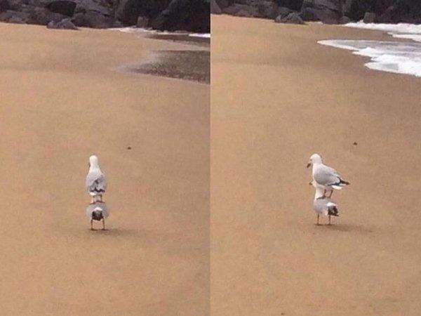 鸟中贵族动物gif搞笑图片