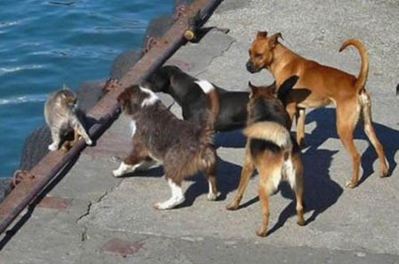 你们不要逼我！动物gif搞笑图片