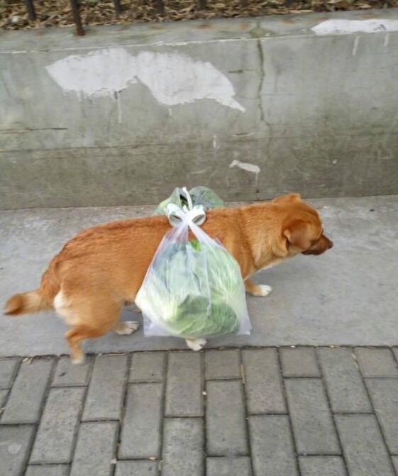 我是有尊严的狗子，不能白吃饭动物gif搞笑图片