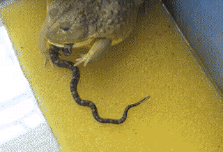 蛤蟆都挺牛的，居然敢欺负蛇动物gif搞笑图片