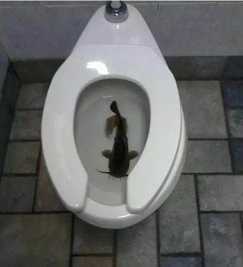 老婆买条鱼，说没地方养动物gif搞笑图片