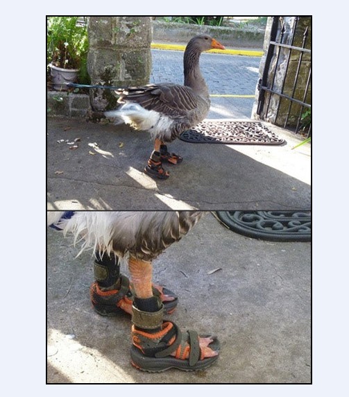 穿鞋子的鸭子动物gif搞笑图片