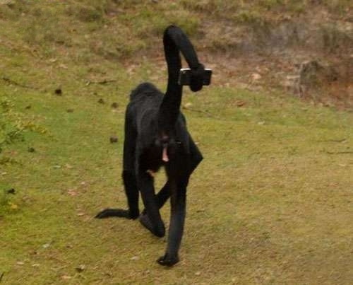 这样自拍就方便了动物gif搞笑图片