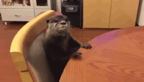 饭呢～饭呢～这都几点了，什么时候才能吃上饭啊？！动物gif搞笑图片