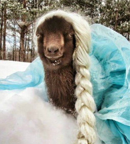 瞅着眼熟不？动物gif搞笑图片