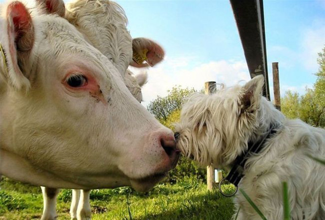 牛牛和狗狗的错觉爱情！动物gif搞笑图片