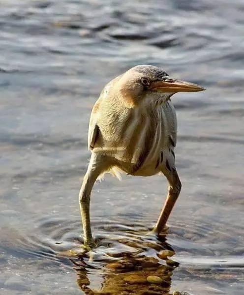 不想弄湿裤子动物gif搞笑图片