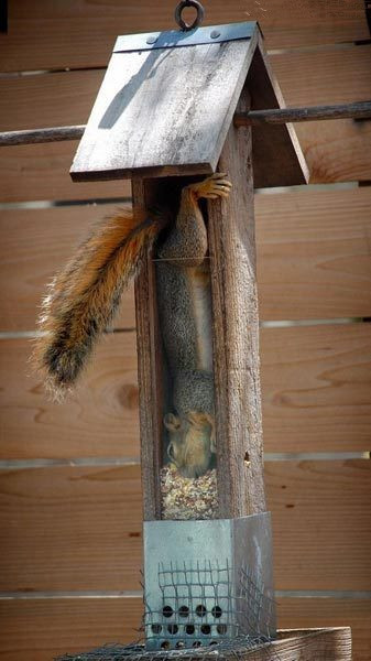 面对食物时，吃货就是这么的勇往直前！动物gif搞笑图片