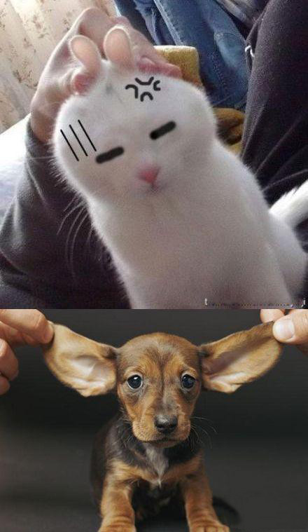 二货主淫，要不是看在你养我的份上，我早跟你翻脸了！动物gif搞笑图片