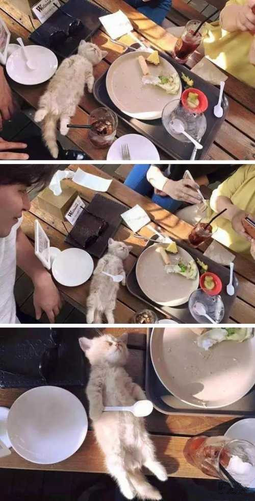 一枚在餐桌上吃着吃着...动物gif搞笑图片