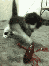 比武开始动物gif搞笑图片