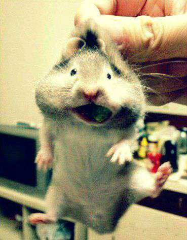 吃货被抓住的表情～动物gif搞笑图片