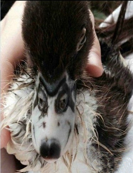 这不是哈士奇吗？动物gif搞笑图片