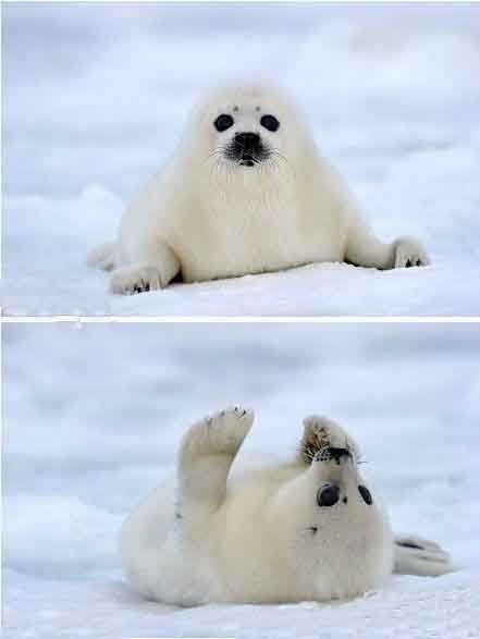 上帝给了你一双黑眼睛，你却用它来卖萌动物gif搞笑图片