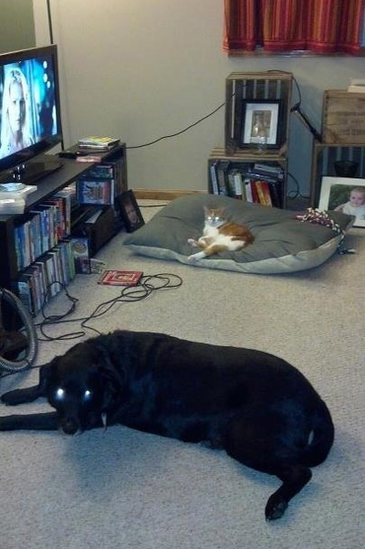 喵星人就是比汪星人地位高动物gif搞笑图片