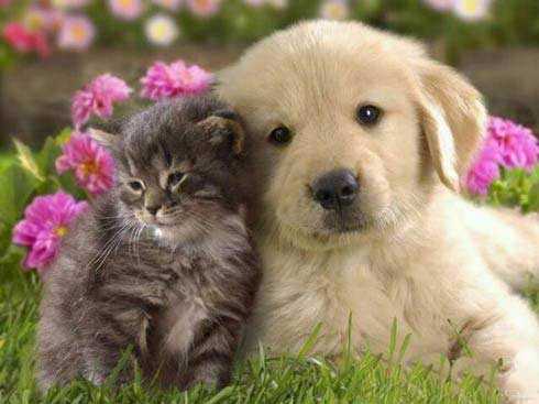 不喜欢照相不配合的...有木有动物gif搞笑图片