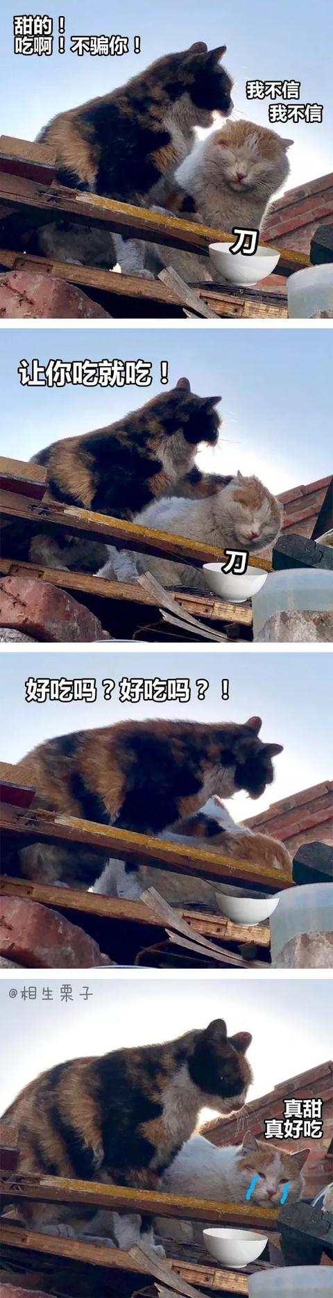 可怜兮兮的小猫动物gif搞笑图片