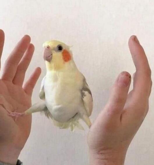 鹦鹉中的尚格云顿动物gif搞笑图片