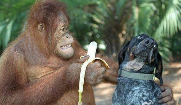 兄弟，来吃根可口的香蕉动物gif搞笑图片