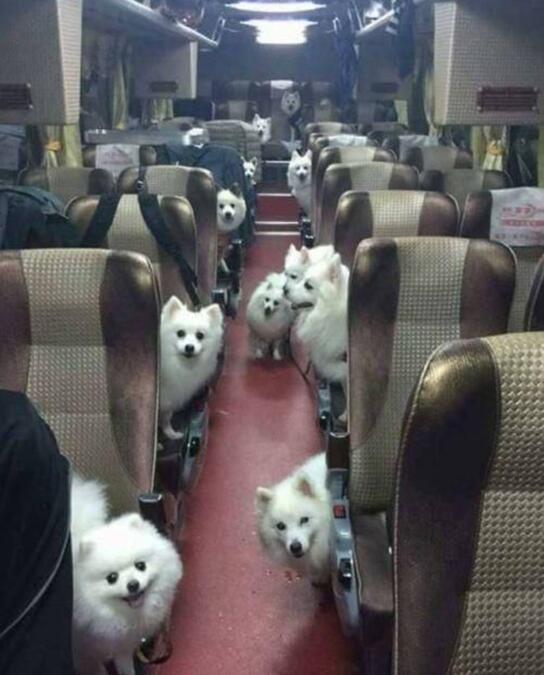 感觉自己好像上错了车动物gif搞笑图片