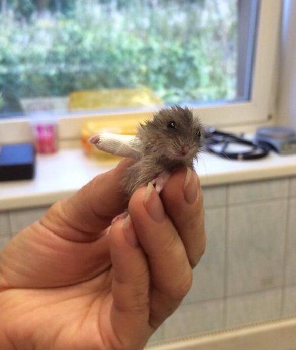 因为骨折而被送进了医院的小仓鼠动物gif搞笑图片