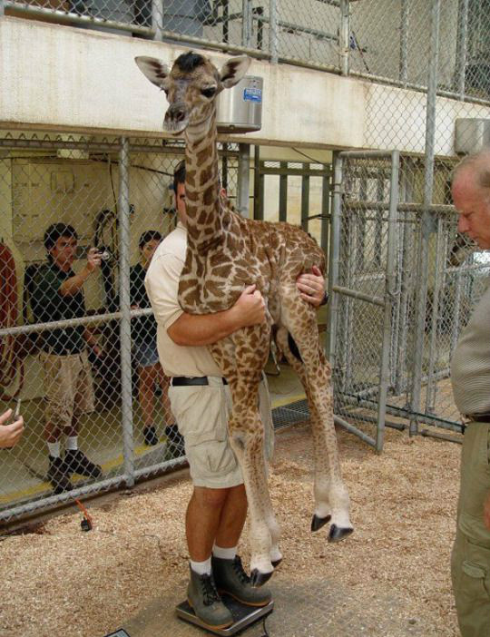 给长颈鹿称重原来是这样的动物gif搞笑图片