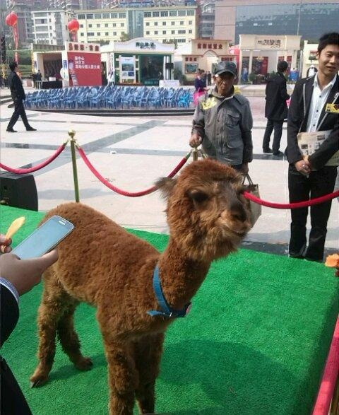 传说中的草泥马从我心中奔腾而过动物gif搞笑图片