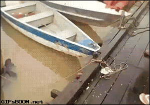 这是饿狼还是鱼啊！瞬间吓尿了...动物gif搞笑图片