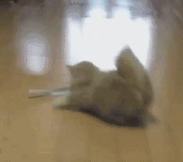 喵：都是地板太滑犯的错动物gif搞笑图片