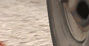 轮胎下的螃蟹，千钧一发动物gif搞笑图片