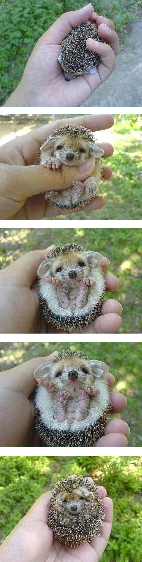 小刺猬趣图，萌翻了！动物gif搞笑图片