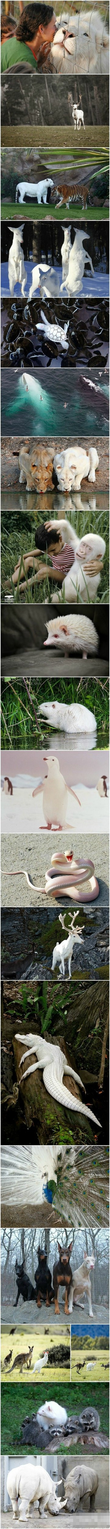 动物界的基因变异，缺憾美动物gif搞笑图片